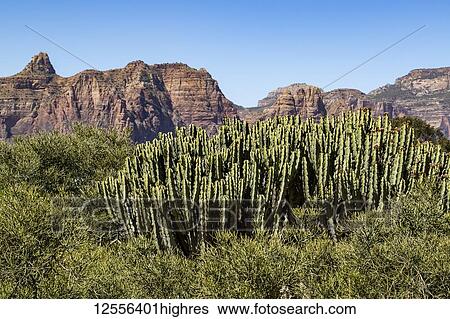 Stock Photograph - Arborescent cactus; Dugem, Tigray, Ethiopia. Fotosearch