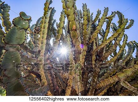 Stock Photograph - Arborescent cactus; Dugem, Tigray, Ethiopia. Fotosearch