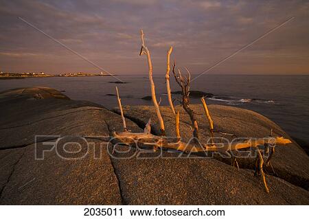 Artist's Choice: Driftwood On A Rock In The Sunset, Peggy's Cove, Nova Scotia View Large Photo Image Stock Image - Artist's Choice: Driftwood On A Rock In The Sunset, Peggy's Cove, Nova Scotia. Fotosearch