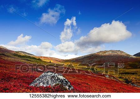 Autumn colours on the tundra, Kesugi Ridge, Denali State Park; Alaska, United States of America View Large Photo Image Stock Photograph - Autumn colours on the tundra, Kesugi Ridge, Denali State Park; Alaska, United States of America. Fotosearch