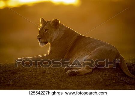 Stock Photograph - Backlit lioness (Panthera Leo) lies facing left at sunset, Serengeti National Park; Tanzania. Fotosearch