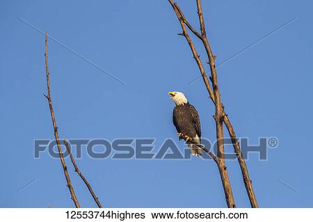 Bald eagle (Haliaeetus leucocephalus) calling out while perched in a tree against a blue sky; Alaska, United States of America View Large Photo Image Stock Photograph - Bald eagle (Haliaeetus leucocephalus) calling out while perched in a tree against a blue sky; Alaska, United States of America. Fotosearch