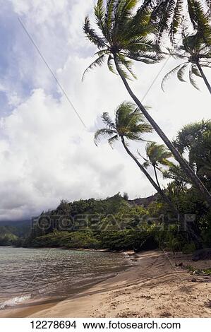 Beach with palm trees; Hanalei, Kauai, Hawaii, United States of America View Large Photo Image Picture - Beach with palm trees; Hanalei, Kauai, Hawaii, United States of America. Fotosearch