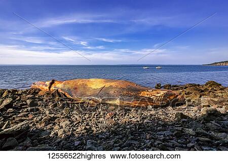 Beached whale carcass on the Bay Of Fundy; Nova Scotia, Canada View Large Photo Image Stock Photograph - Beached whale carcass on the Bay Of Fundy; Nova Scotia, Canada. Fotosearch