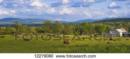 Beef cattle in a field; Waterloo, Quebec, Canada View Large Photo Image Stock Image - Beef cattle in a field; Waterloo, Quebec, Canada. Fotosearch