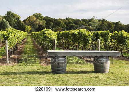 Stock Image - Bench made of barrels at a vineyard near Niagara-on-the-Lake; Ontario, Canada. Fotosearch