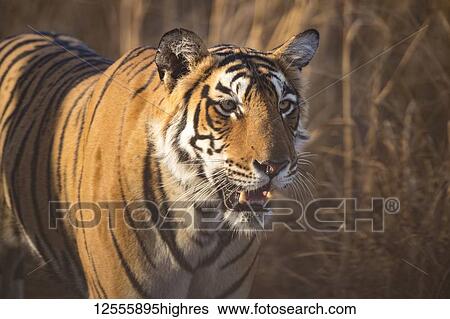 Bengal tiger (Panthera tigris tigris), Ranthambore National Park; India View Large Photo Image Stock Photograph - Bengal tiger (Panthera tigris tigris), Ranthambore National Park; India. Fotosearch