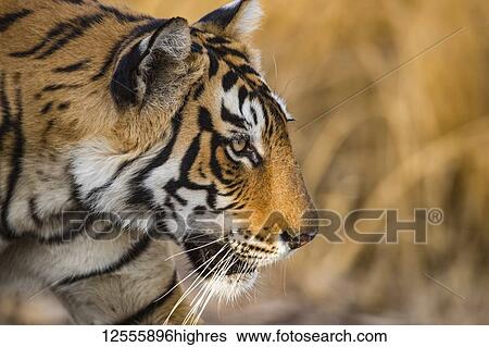 Stock Photograph - Bengal tiger (Panthera tigris tigris), Ranthambore National Park; India. Fotosearch