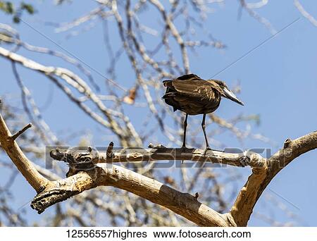 Stock Photograph - Bird perched in a tree against a blue sky, Koka Reservoir (Lake Gelila); Oromia Region, Ethiopia. Fotosearch