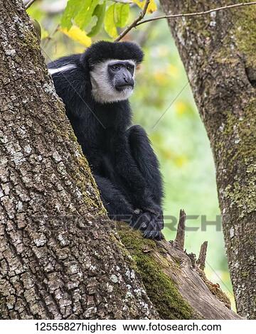 Stock Photograph - Black-and-white Colobus Monkey (Colobus guereza) sitting in a tree at Ngare Sero Mountain Lodge, near Arusha; Tanzania. Fotosearch