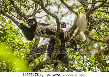 Stock Photograph - Black-and-white Colobus Monkeys (Colobus guereza) relaxing on tree branches at Ngare Sero Mountain Lodge, near Arusha; Tanzania. Fotosearch