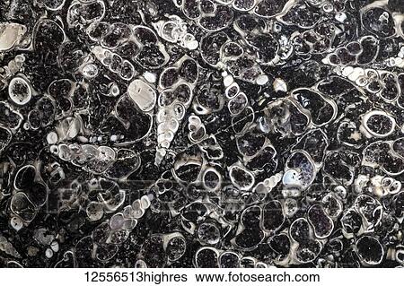 Black and white image of a fossil slice of pre-historic shells; Canada View Large Photo Image Stock Photograph - Black and white image of a fossil slice of pre-historic shells; Canada. Fotosearch