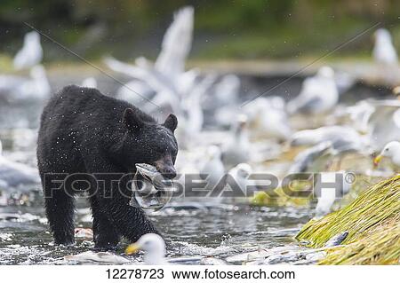 Stock Image - Black bear walking with a salmon in its mouth near Valdez, Prince William Sound, Southcentral Alaska. Fotosearch