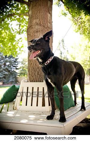Stock Photography - Black Labrador Retriever By Standing On A Bench; Denver, Colorado, Usa. Fotosearch