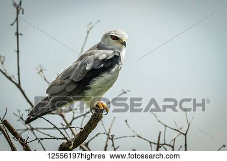 Stock Photograph - Black-shouldered kite (Elanus caeruleus) facing right in bare branches, Serengeti; Tanzania. Fotosearch