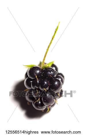 Blackberry with stem on white background View Large Photo Image Stock Photograph - Blackberry with stem on white background. Fotosearch