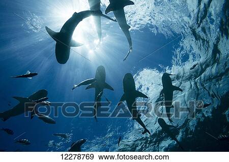 Stock Photo - Blacktip reef sharks (Carcharhinus melanopterus) cruise just below the surface off the island of Yap; Yap, Micronesia. Fotosearch