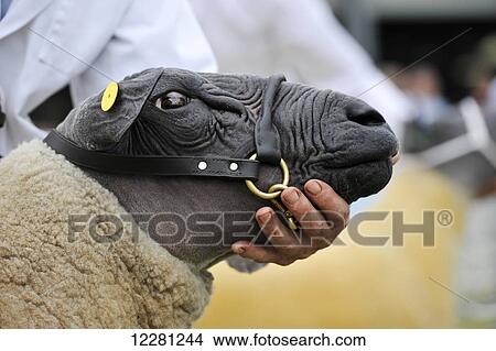 Picture - Bleu du Maine sheep being showed at an agricultural show; United Kingdom. Fotosearch