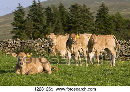 Blonde d'Aquataine calves on upland pasture; Cumbria, England View Large Photo Image Stock Photography - Blonde d'Aquataine calves on upland pasture; Cumbria, England. Fotosearch