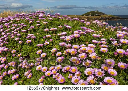 Stock Photograph - Blossoming pink wildflowers along the coast of Ireland; Ireland. Fotosearch