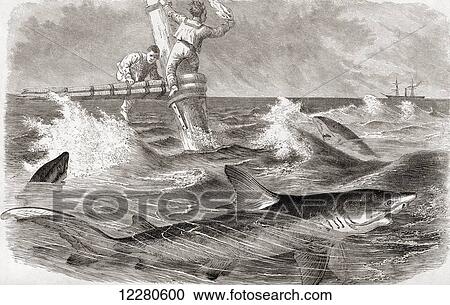 Stock Image - Blue Sharks circling a sinking ship. From Cassell's Natural History, published 1881.. Fotosearch