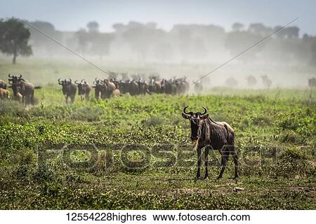 Stock Photograph - Blue wildebeest (Connochaetes taurinus) on the savannah, Serengeti National Park; Tanzania. Fotosearch