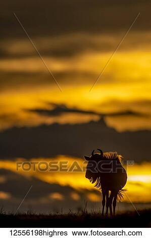Blue wildebeest (Connochaetes taurinus) stands on sunset horizon silhouetted, Serengeti; Tanzania View Large Photo Image Stock Photograph - Blue wildebeest (Connochaetes taurinus) stands on sunset horizon silhouetted, Serengeti; Tanzania. Fotosearch