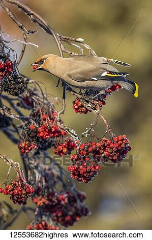 Bohemian waxwing (Bombycilla garrulus) bird eating a berry from a Mountain Ash tree; Anchorage, Alaska, United States of America View Large Photo Image Stock Photograph - Bohemian waxwing (Bombycilla garrulus) bird eating a berry from a Mountain Ash tree; Anchorage, Alaska, United States of America. Fotosearch