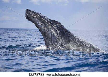 Stock Image - Breaching Humpback whale (Megaptera novaeangliae) off the island of Maui; Maui, Hawaii, United States of America. Fotosearch