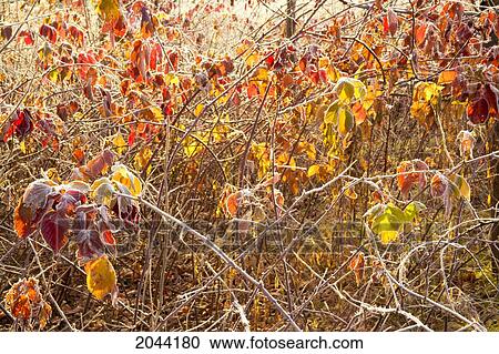 Stock Image - Bright Frosty Autumn Morning In A Bramble Patch, Middle Sackville, Nova Scotia. Fotosearch