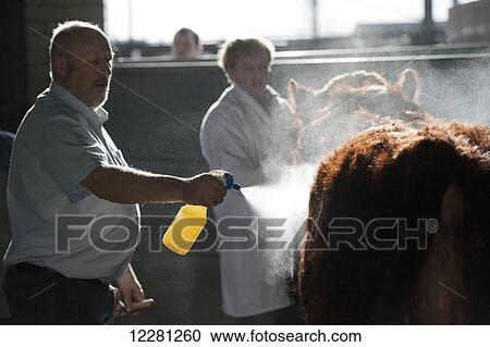 Stock Image - Brushing up Luing bulls at a sale, Castle Douglas; Scotland. Fotosearch