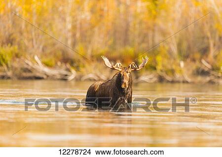 Picture - Bull moose standing in the Yukon River near Carmacks, Yukon Territory, Canada, autumn. Fotosearch