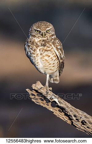 Stock Photograph - Burrowing Owl (Athene cunicularia) perched on Cholla cactus (Cylindropuntia) skeleton; Casa Grande, Arizona, United States of America. Fotosearch