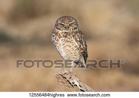 Stock Photograph - Burrowing Owl (Athene cunicularia) perched on Cholla cactus (Cylindropuntia) skeleton; Casa Grande, Arizona, United States of America. Fotosearch