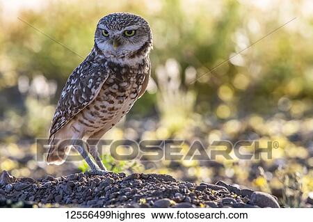 Stock Photograph - Burrowing Owl (Athene cunicularia) perched on the ground; Casa Grande, Arizona, United States of America. Fotosearch
