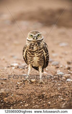 Stock Photograph - Burrowing Owl (Athene cunicularia) perched on the ground; Casa Grande, Arizona, United States of America. Fotosearch