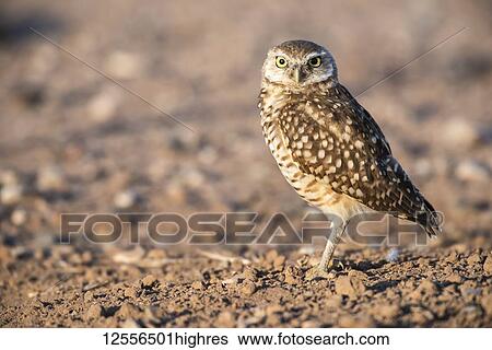 Burrowing Owl (Athene cunicularia) perched on the ground; Casa Grande, Arizona, United States of America View Large Photo Image Stock Photograph - Burrowing Owl (Athene cunicularia) perched on the ground; Casa Grande, Arizona, United States of America. Fotosearch