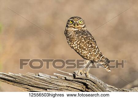 Stock Photograph - Burrowing Owl (Athene cunicularia) perched on log with pupils dilated to different sizes due to orientation to sun; Casa Grande, Arizona, United States of America. Fotosearch