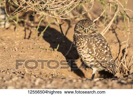 Burrowing Owl (Athene cunicularia) perched at entrance to it's burrow; Casa Grande, Arizona, United States of America View Large Photo Image Stock Photograph - Burrowing Owl (Athene cunicularia) perched at entrance to it's burrow; Casa Grande, Arizona, United States of America. Fotosearch