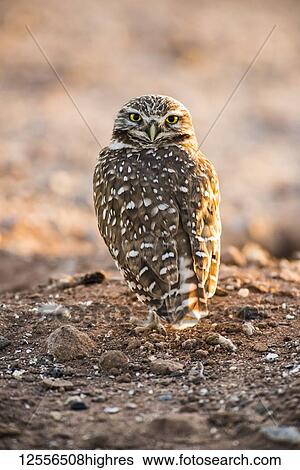 Stock Photograph - Burrowing Owl (Athene cunicularia) perched on the ground with head turned to look backwards; Casa Grande, Arizona, United States of America. Fotosearch