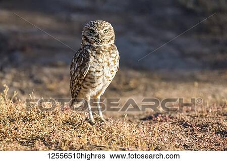 Stock Photograph - Burrowing Owl (Athene cunicularia) perched on the ground; Casa Grande, Arizona, United States of America. Fotosearch