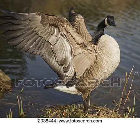 Canada Goose Spreading Wings By Pond Vancouver, British Columbia View Large Photo Image Picture - Canada Goose Spreading Wings By Pond Vancouver, British Columbia. Fotosearch