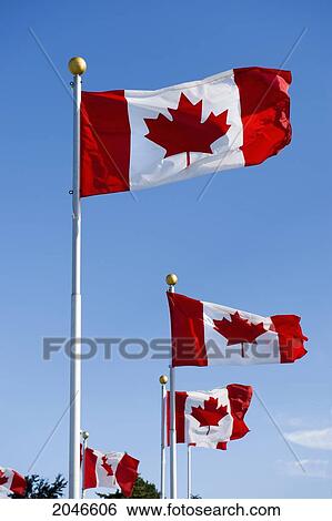 Canadian Flags Flying On Flagpoles, Toronto, Ontario View Large Photo Image Stock Photograph - Canadian Flags Flying On Flagpoles, Toronto, Ontario. Fotosearch