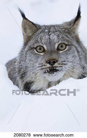 Stock Photo - Canadian Lynx Looking Over A Snowbank; Yukon, Canada. Fotosearch