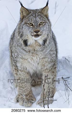 Canadian Lynx Sitting In The Snow; Yukon, Canada View Large Photo Image Stock Photography - Canadian Lynx Sitting In The Snow; Yukon, Canada. Fotosearch
