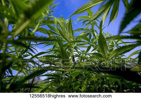 Cannabis (Cannabis sativa) leaves outdoors; Nova Scotia, Canada View Large Photo Image Stock Photograph - Cannabis (Cannabis sativa) leaves outdoors; Nova Scotia, Canada. Fotosearch