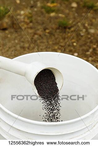 Stock Photograph - Canola seed sample being poured into a pail during harvest; Legal, Alberta, Canada. Fotosearch