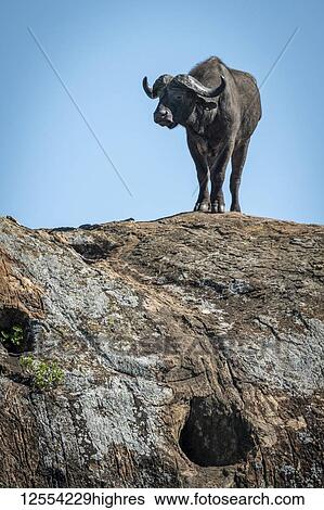 Stock Photograph - Cape buffalo (Syncerus caffer) standing against blue sky on rock, Serengeti National Park; Tanzania. Fotosearch