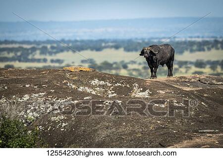 Stock Photograph - Cape buffalo (Syncerus caffer) standing on horizon on rock, Serengeti National Park; Tanzania. Fotosearch