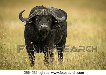 Stock Photograph - Cape buffalo (Syncerus caffer) stands facing camera in grass, Serengeti National Park; Tanzania. Fotosearch